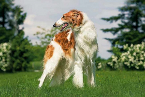 Ruski lovski lov na lov - pasma opis